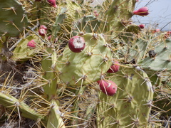 Opuntia stricta