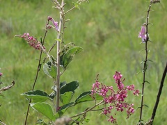 Pseudarthria hookeri