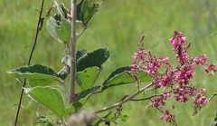 Pseudarthria hookeri