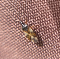 Anthocoris