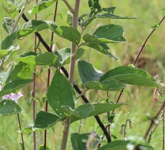 Pseudarthria hookeri