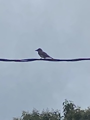Mimus saturninus