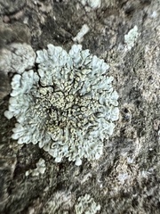 Caliciaceae