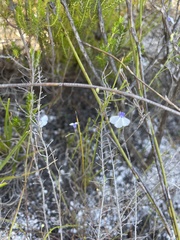 Lobelia setacea