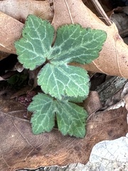 Ranunculus recurvatus