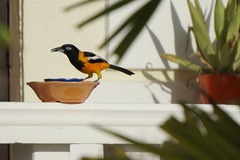Icterus icterus