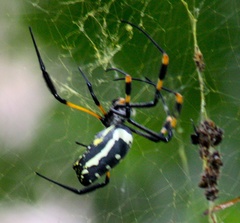 Trichonephila senegalensis
