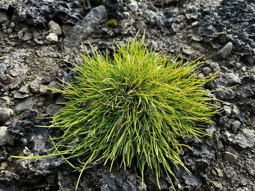 Image of Deschampsia antarctica by (c) Erasmo Macaya Horta, some rights reserved (CC BY)