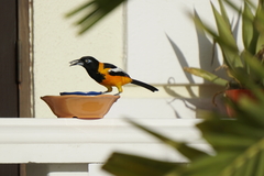 Icterus icterus