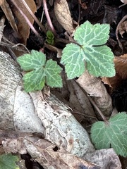 Ranunculus recurvatus