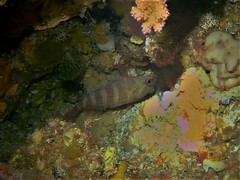 Hypoplectrodes wilsoni