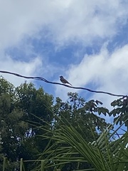 Mimus saturninus