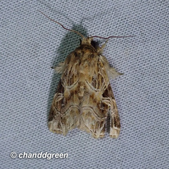 Callopistria flavitincta