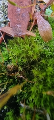 Amblystegium