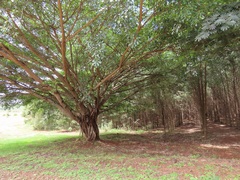 Ficus natalensis