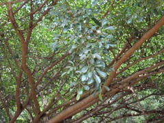 Ficus natalensis