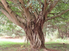 Ficus natalensis