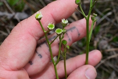 Erigeron vernus