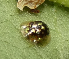 Plagiometriona microcera