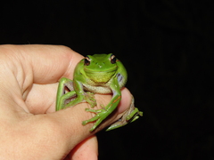 Boana prasina