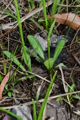 Erigeron vernus