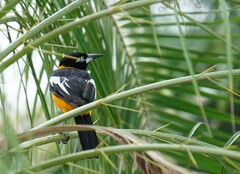 Icterus icterus