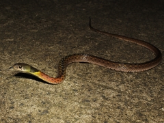 Rhabdophis subminiatus