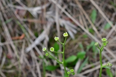 Erigeron vernus