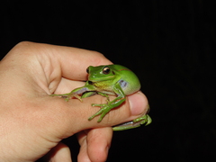 Boana prasina