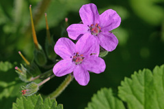 Erodium chium
