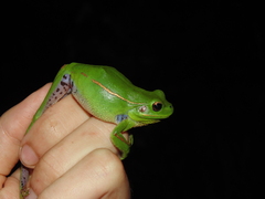Boana prasina