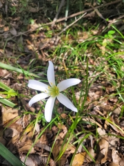 Zephyranthes atamasco