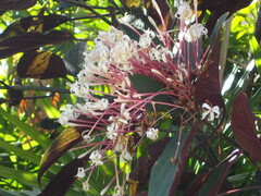 Clerodendrum quadriloculare