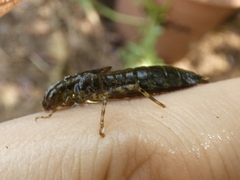 Anisoptera