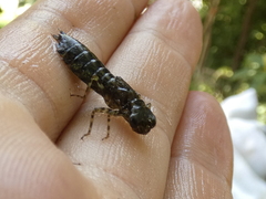 Anisoptera
