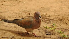 Streptopelia senegalensis