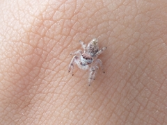 Paraphidippus fartilis