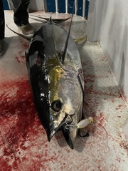 Thunnus albacares