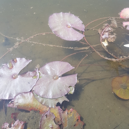 Nymphaea micrantha image