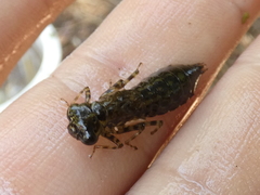 Anisoptera