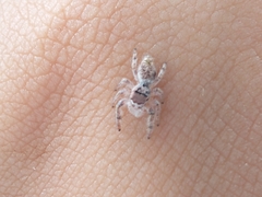 Paraphidippus fartilis