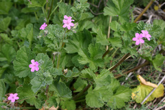 Erodium chium