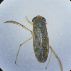 Cymatia rogenhoferi