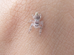 Paraphidippus fartilis