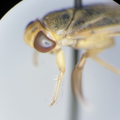 Cymatia rogenhoferi