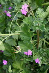 Erodium chium