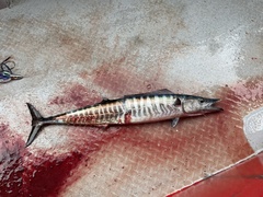 Acanthocybium solandri