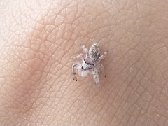 Paraphidippus fartilis