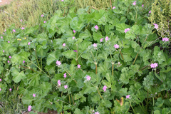 Erodium chium