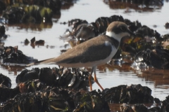 Charadrius alexandrinus